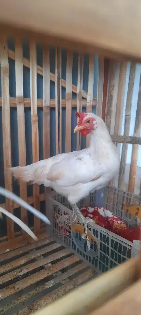 ayam onagadori betina