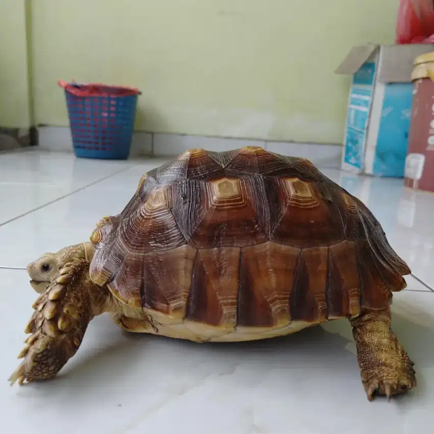 Kura kura darat sulcata smooth 22cm