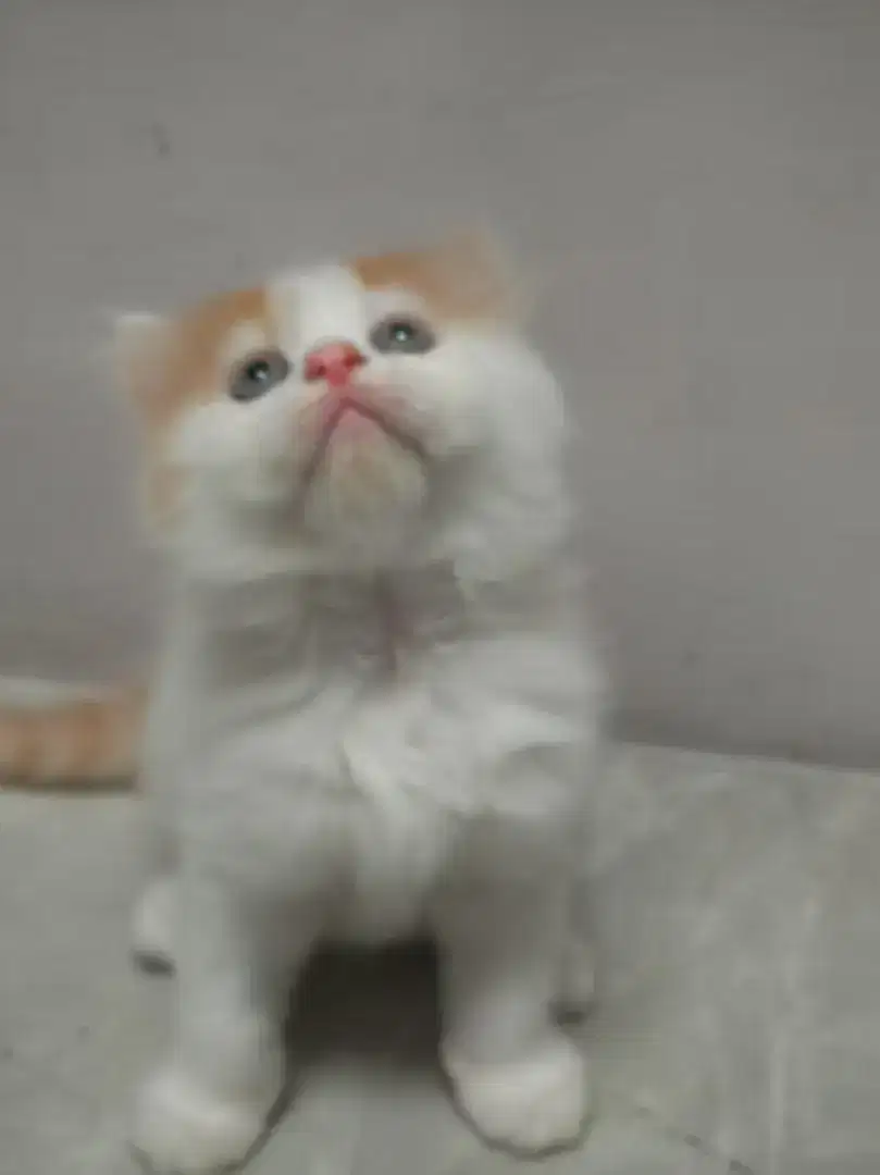 KUCING KITTEN  PERSIA FLATNOSE