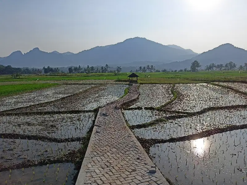 Dijual Cepat BU Tanah Sawah Di Bogor