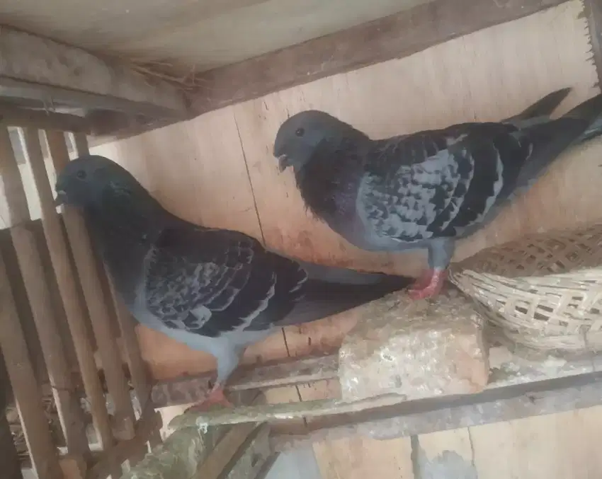 Burung merpati Jawa sungut dgn 1 anak.