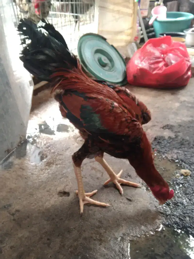 Ayam Bangkok Jali