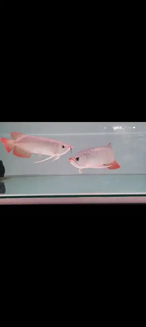 IKAN AROWANA SUPER RED