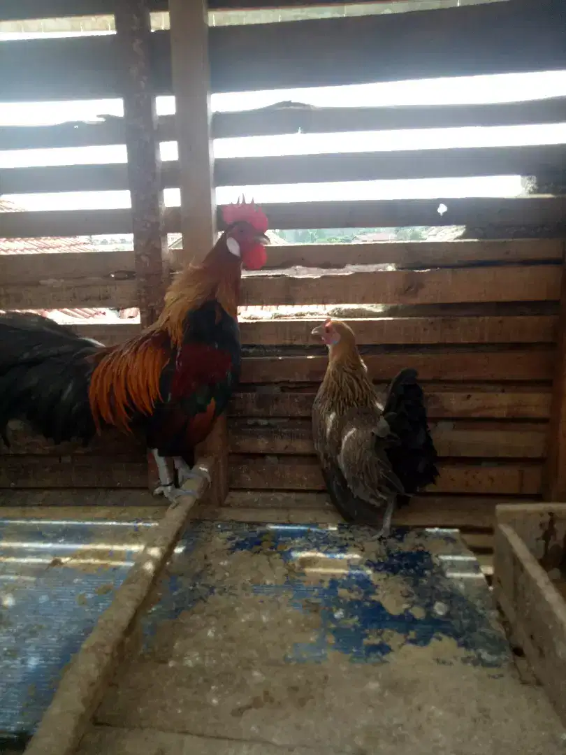 Dua pasang Turunan Ayam Hitan /Ayam Baruga