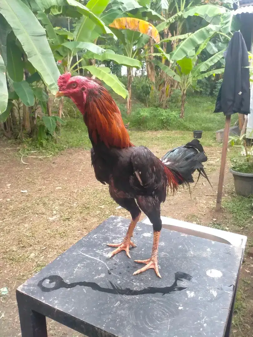 Jual ayam super gesit