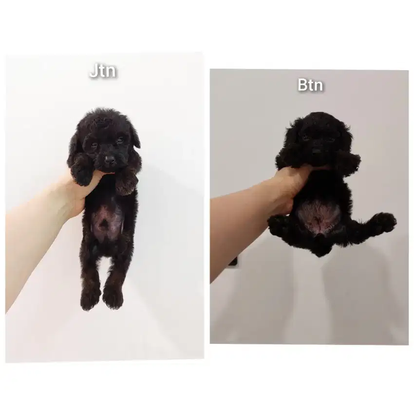 Boleh T/T : Black puppy poodle (bersurat) No php !!!