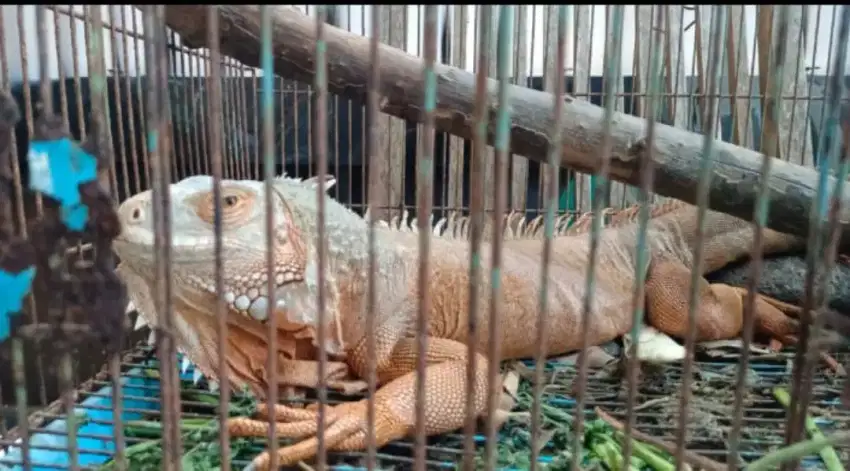 Jual borongan 3 ekor iguana red dan green