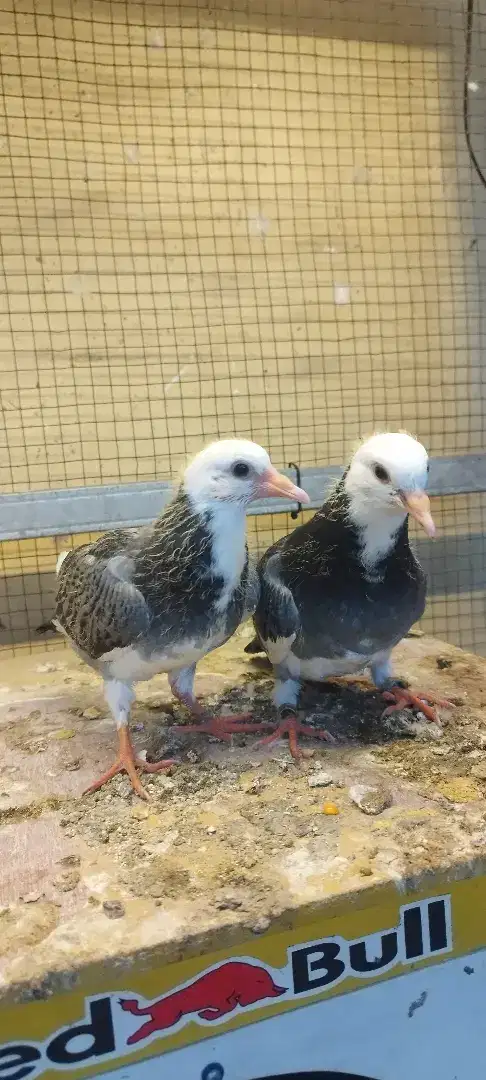 Burung merpati plontang