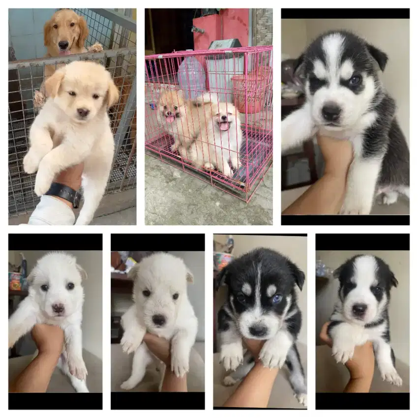 Minipom,golden,Husky lucu gemesin