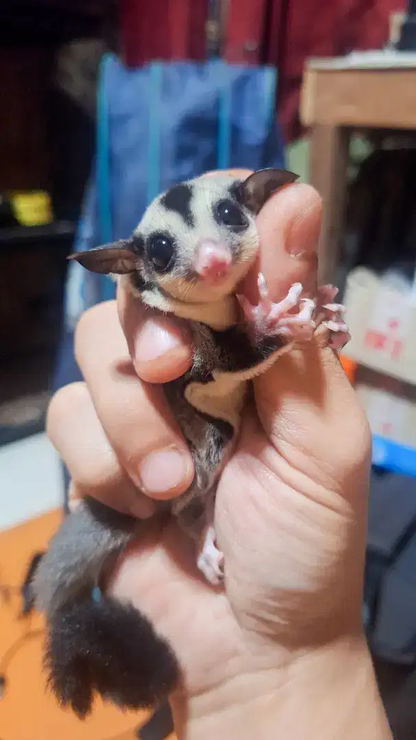 Sugar Glider Classic Grey Jantan Joey