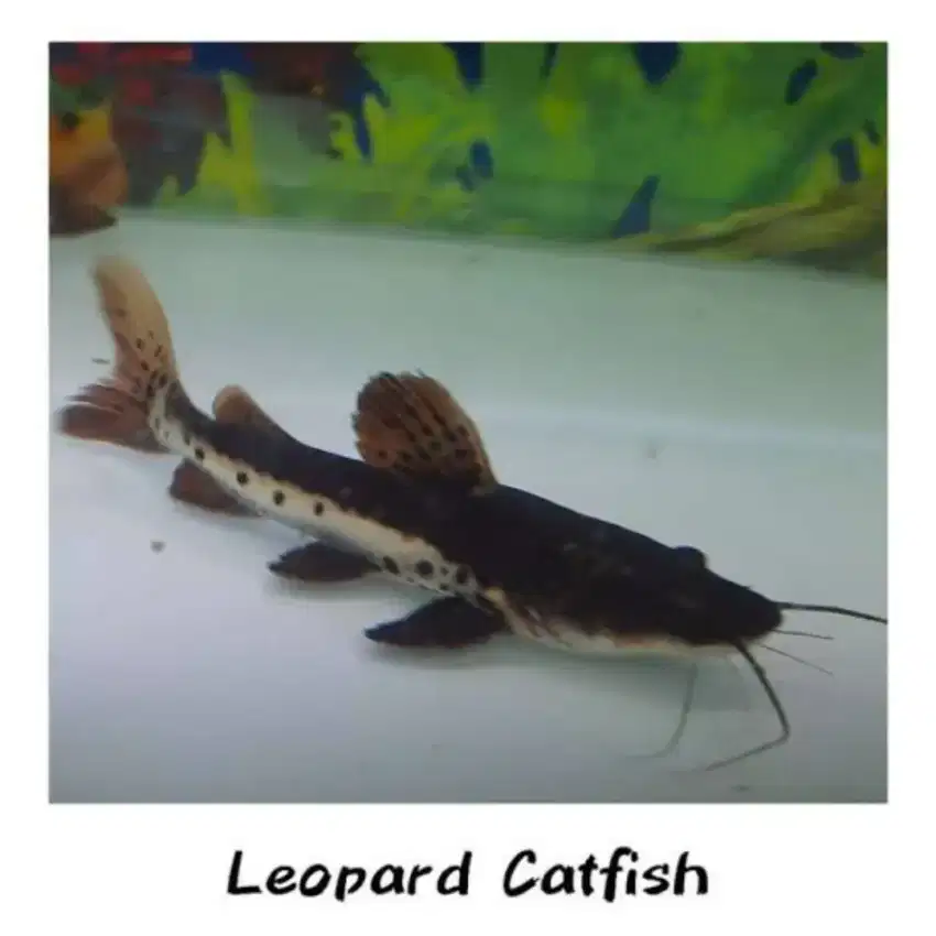 Ikan Leopard Catfish