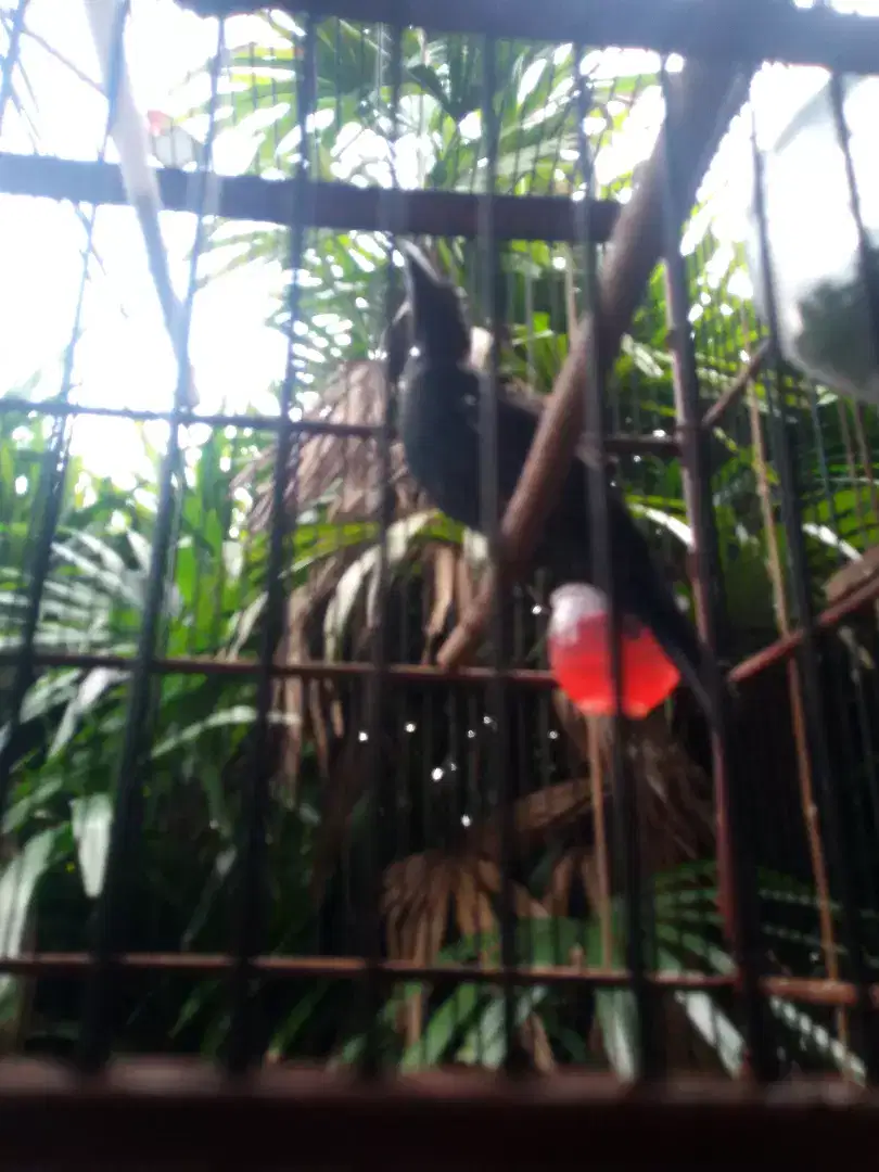 Burung cucak biru trotol jantan