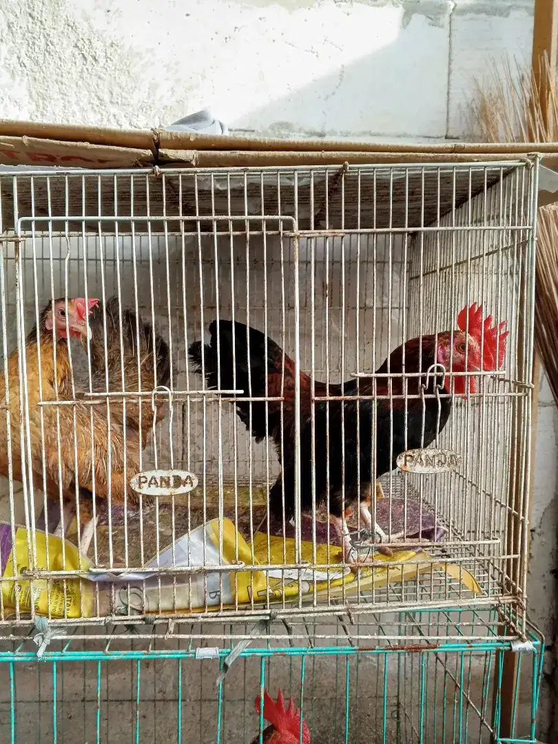 Jual Ayam Kate sepasang