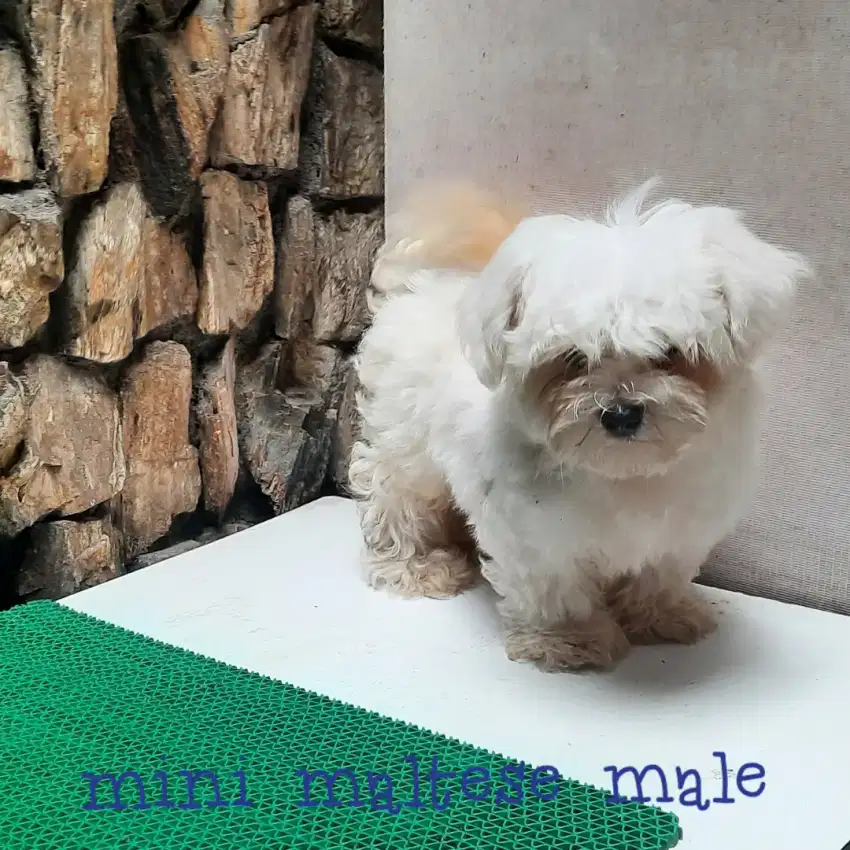 Anakan anjing maltese male