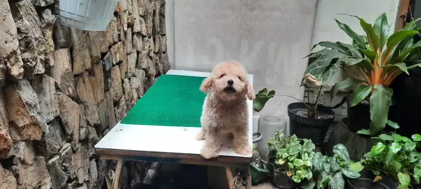 Anakan mini toy poodle male.