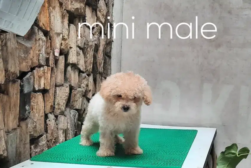 Anakan mini toy poodle male.