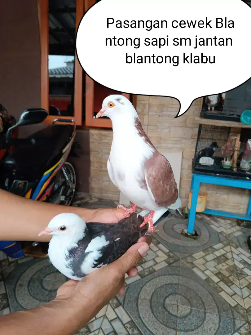 BURUNG DARA BLANTONG