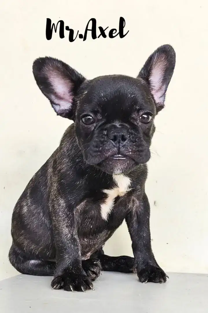 Jual French Bulldog jantan non stambum