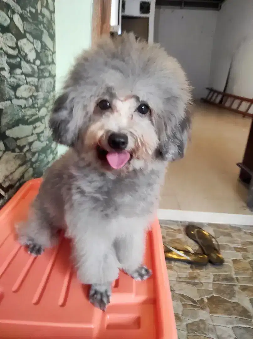 Toy Poodle silver betina sedang loop