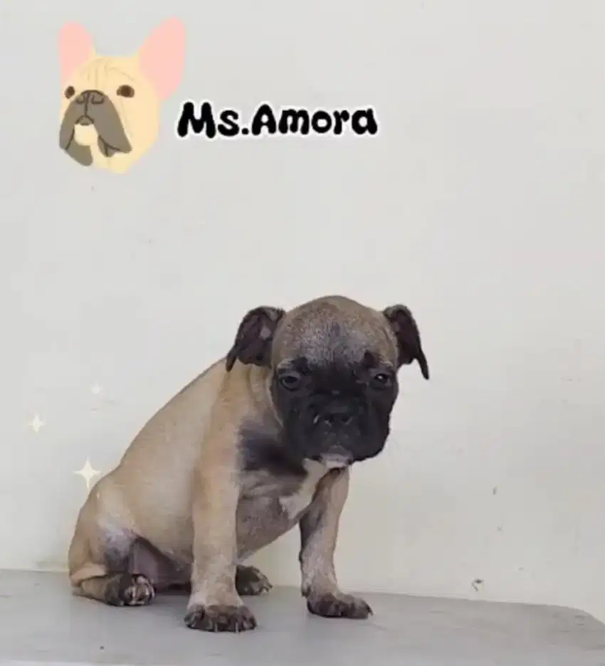 Anjing French bulldog betina mix pug