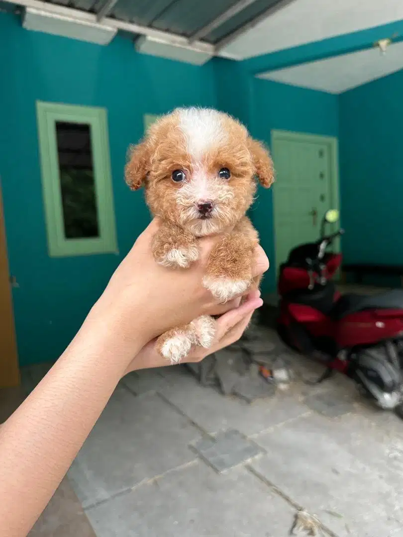 Teacup maltipoo/maltipo/maltese poodle betina motif lucu