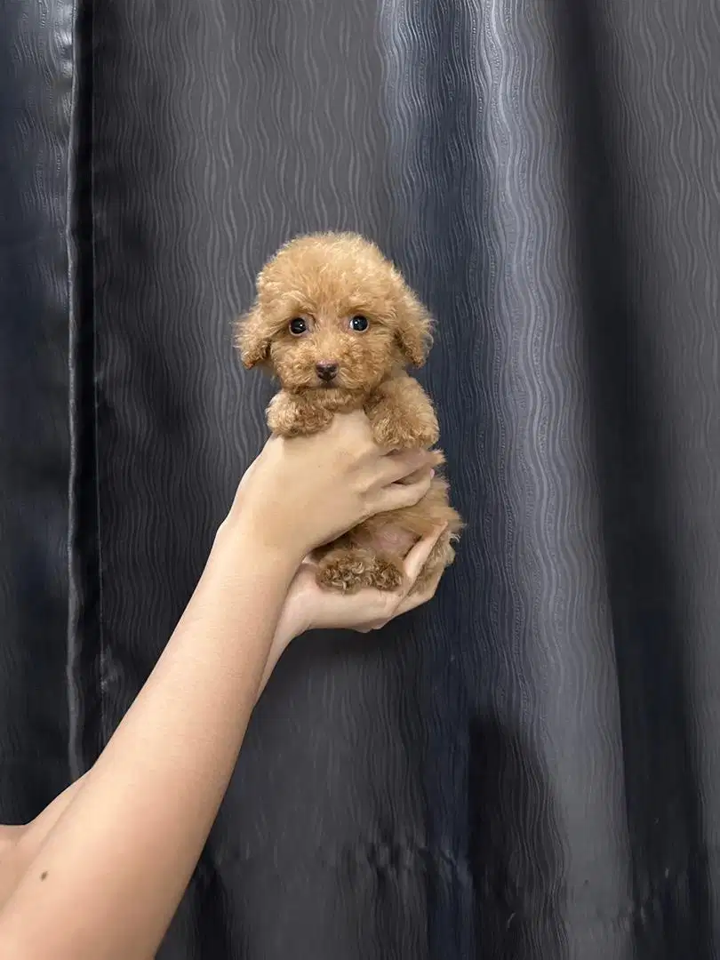 Tiny maltipoo/maltipo/maltese poodle betina