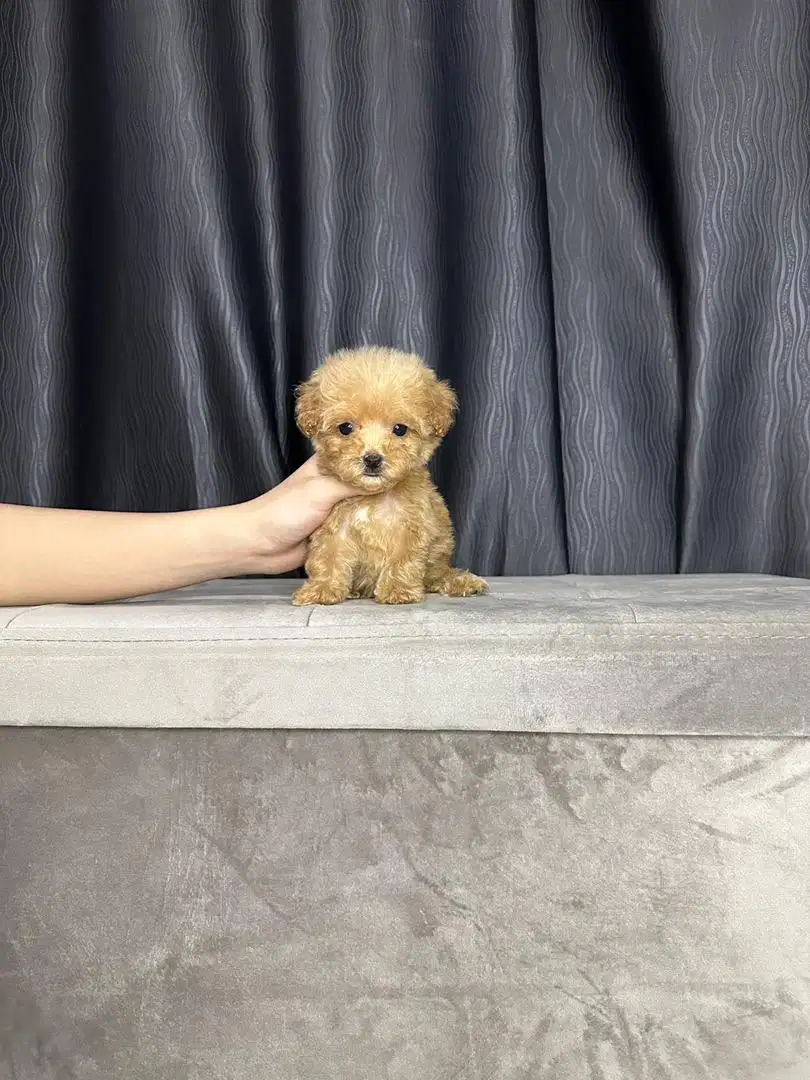 Teacup maltipoo /maltipo /maltese poodle betina size kecil