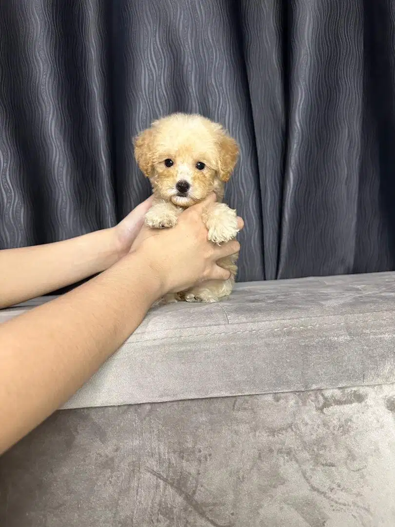 Tiny maltipoo /maltipo/maltese poodle betina sdh vaksin