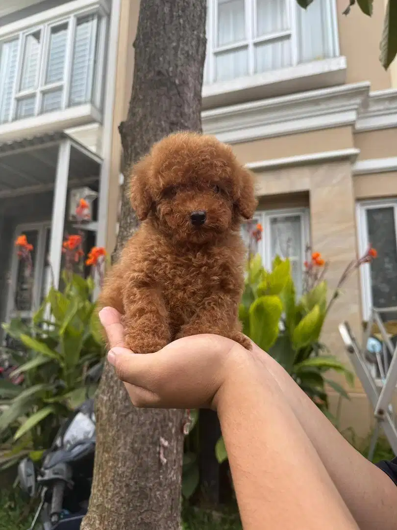 Toy Poodle Jantan Kualitas Super