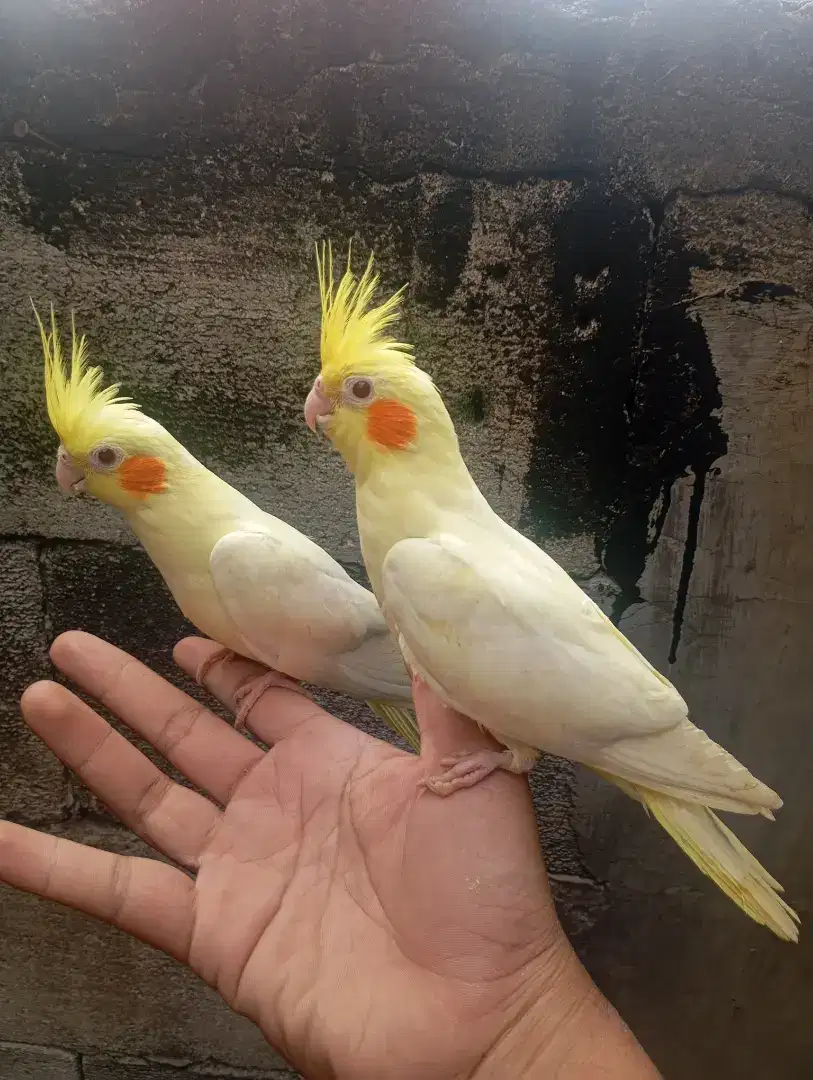 Burung parkit Australia jinak