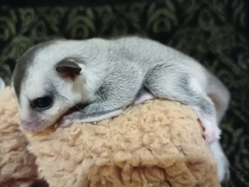 SUGAR GLIDER WHITE FACE JANTAN