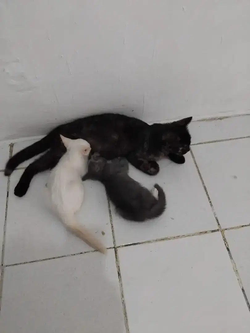 Lepas adop pree Kucing mixdome dan 2 anak nya