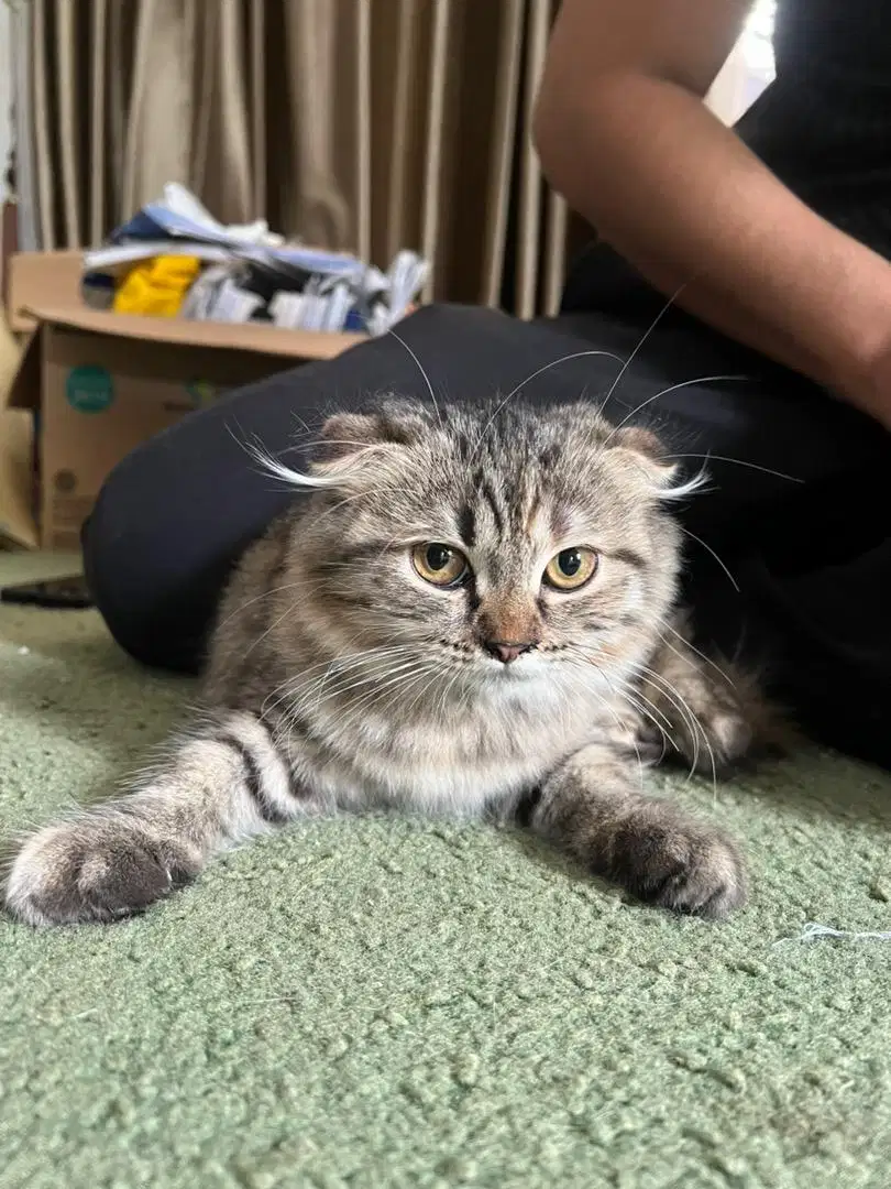 Kucing scottish fold betina