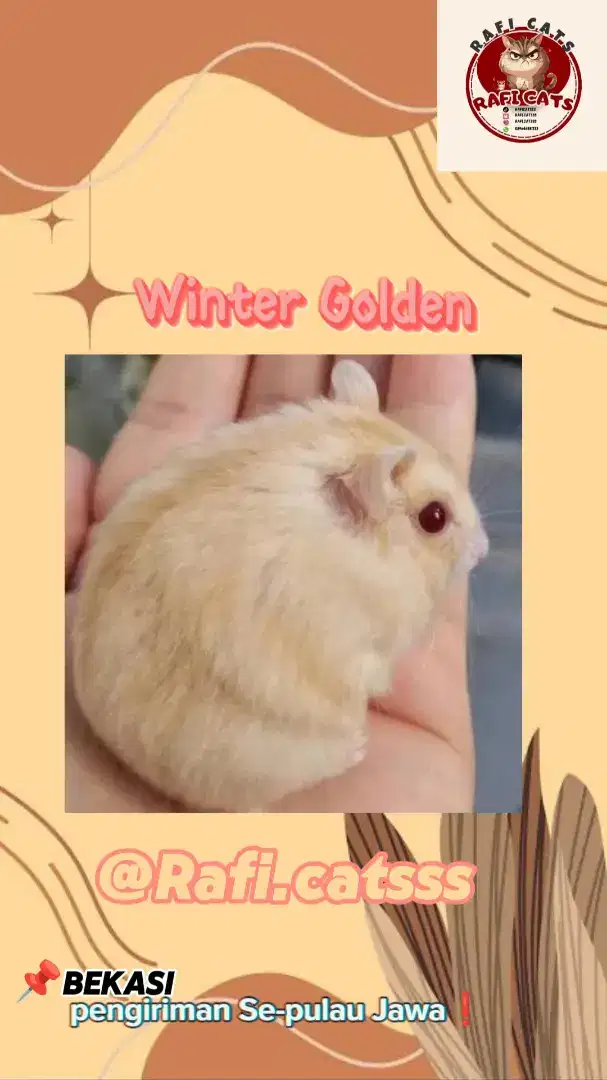 HAMSTER WINTER WHITE GOLDEN