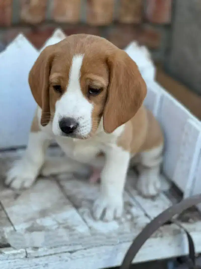 DIJUAL PUPPY ANJING BEAGLE