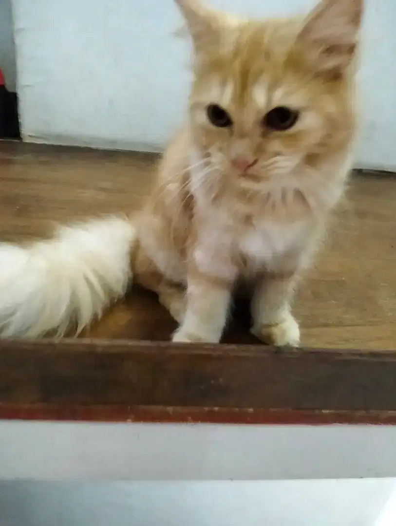 Kucing Persia medium