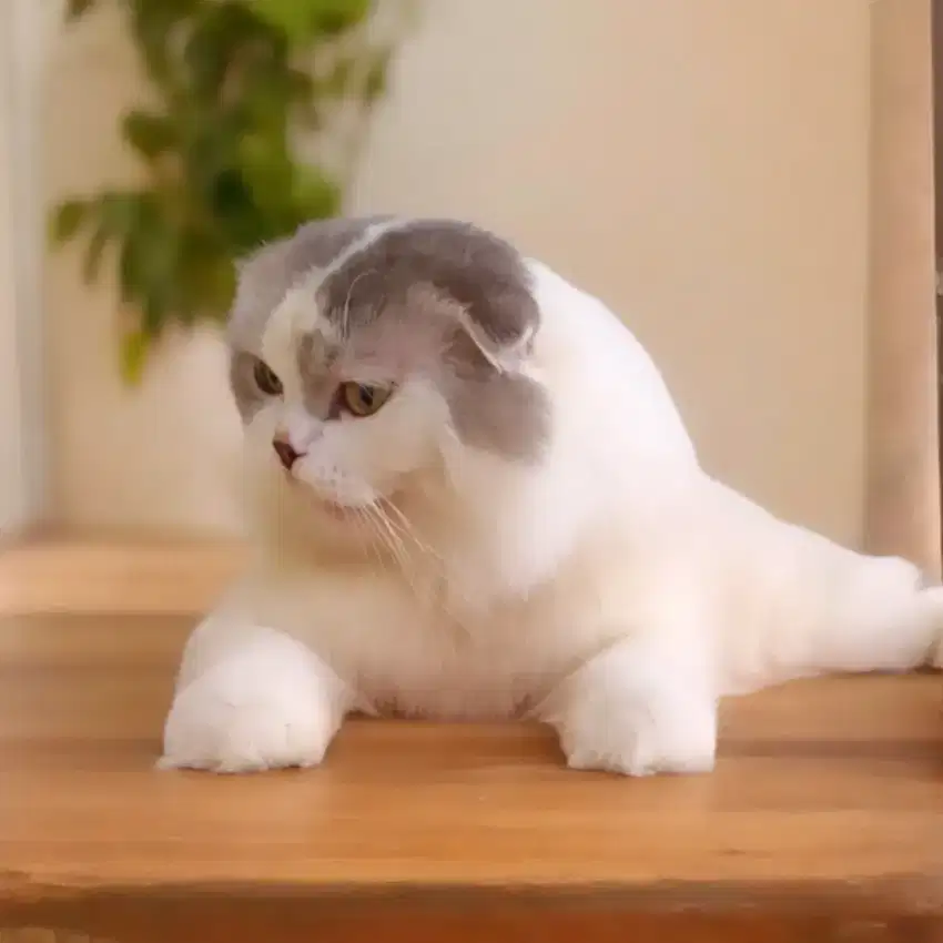 Scottish fold triple/bsh/munchkin