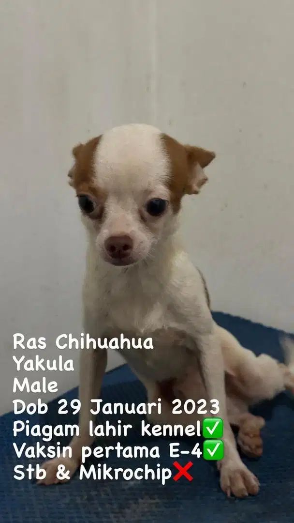 Jual Anjing Chihuahua - Teen