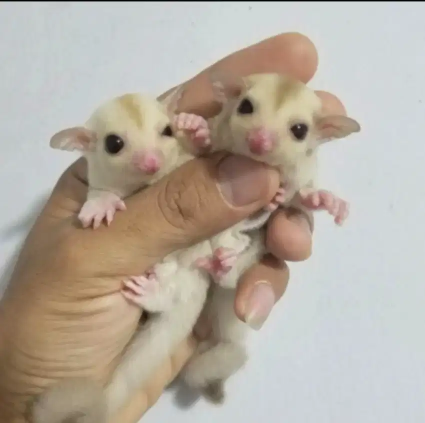 Joey Sugar Glider Creamino Jantan Cremino kremino Jinak Terawat Murah