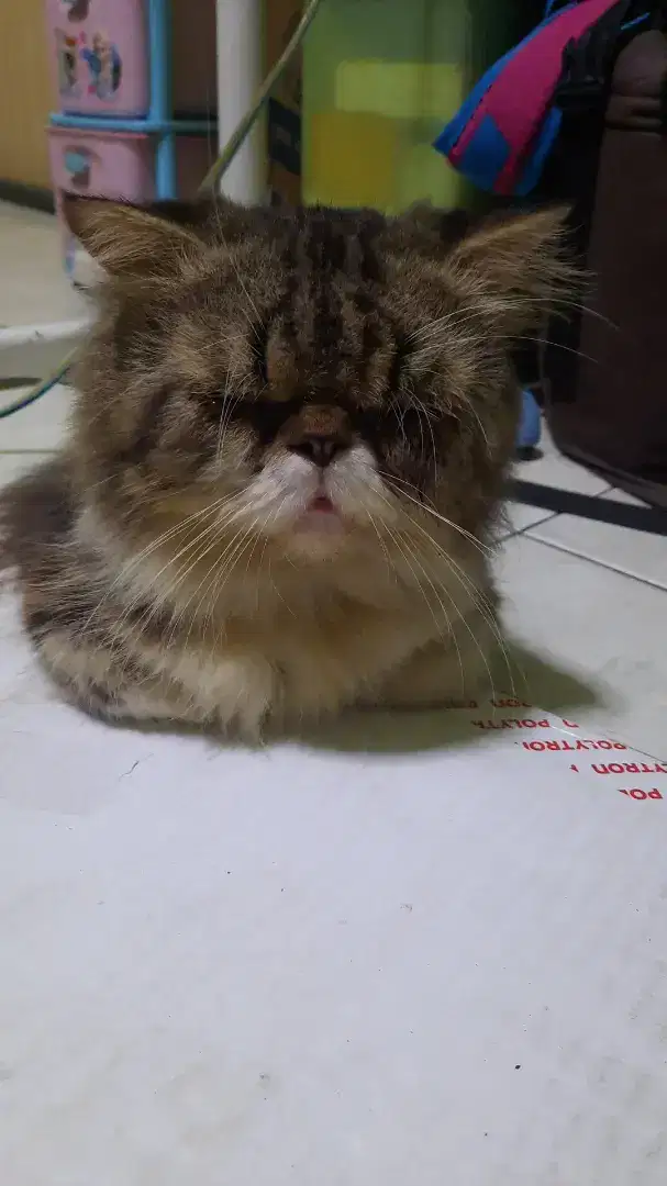 Kucing peknose cowo