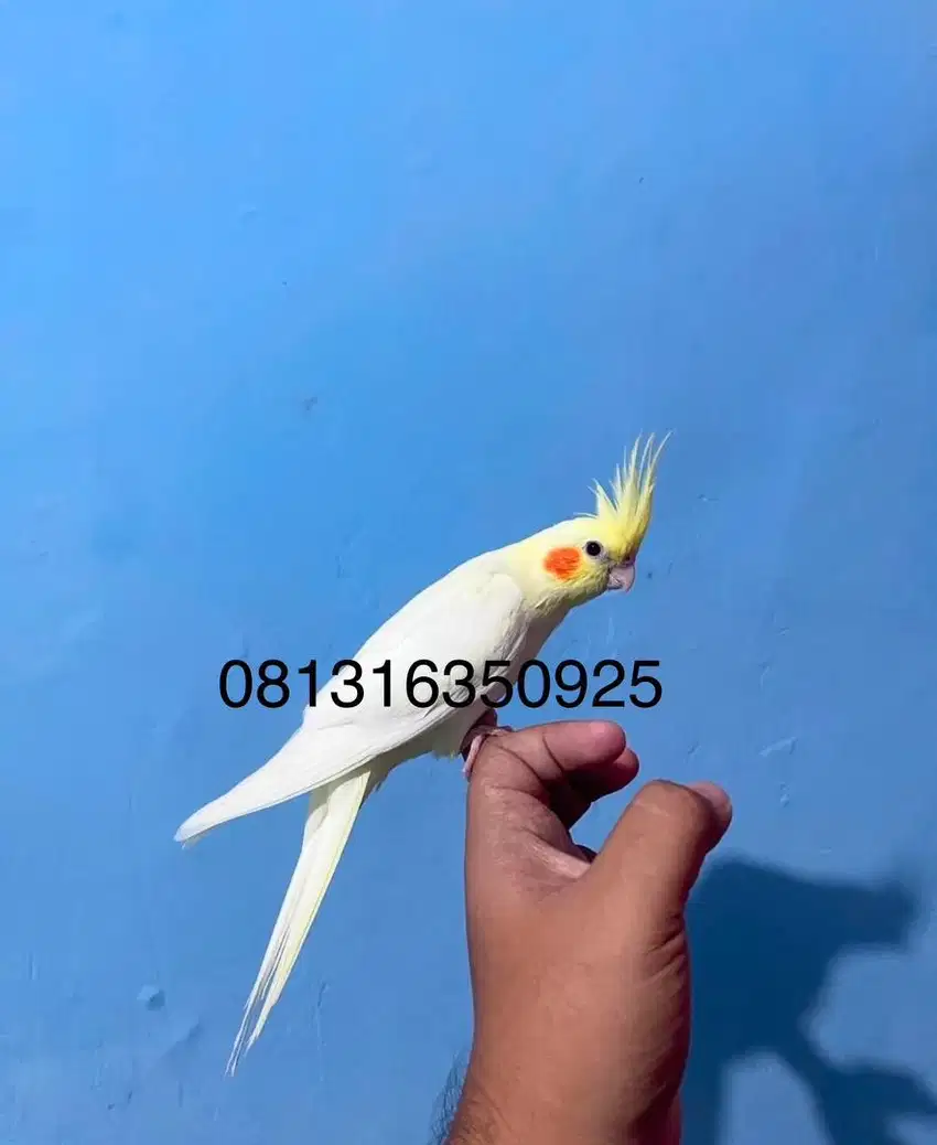 Falk Cockatiel parkit australia Jinak Total