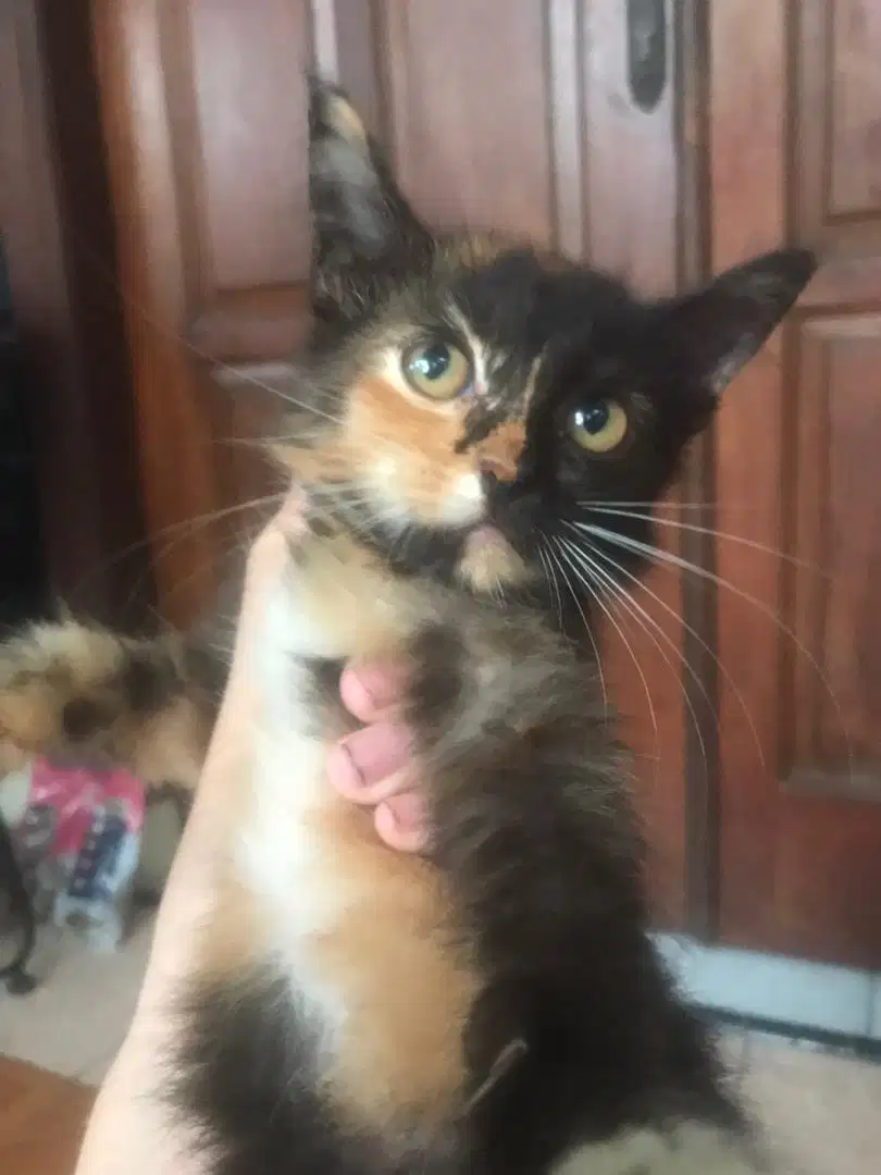 kucing anggora umur 2 bulan