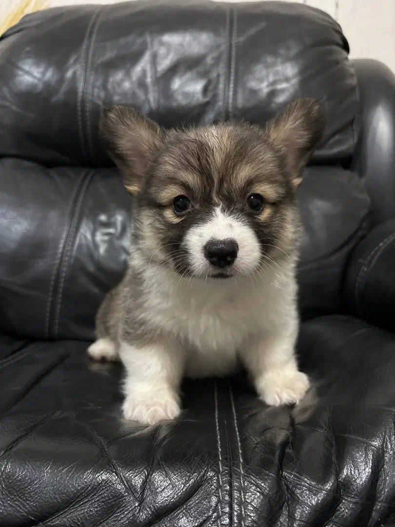 corgi longhair ready