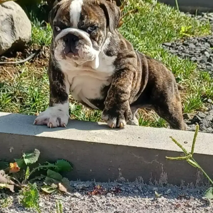 Bulldog betina puppy