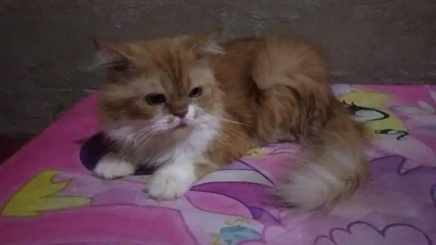 kucing persia long hair