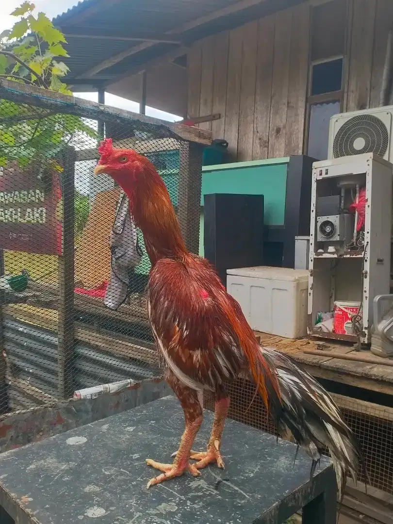 Jual santai ayam super