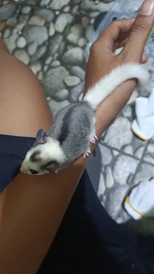 Sugar glider jenis mozaik