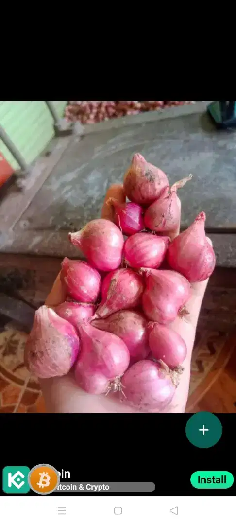 Bawang merah murah