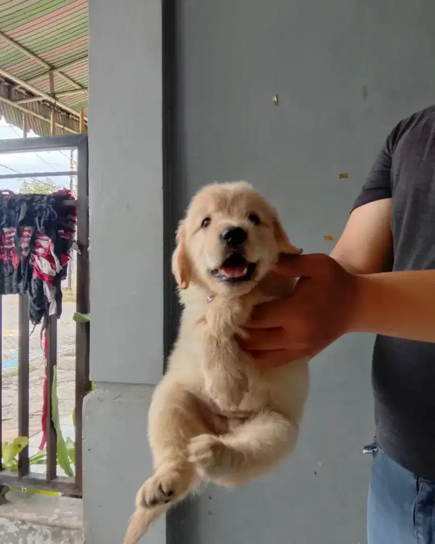 Golden Retriever Jantan Betina Stamboom