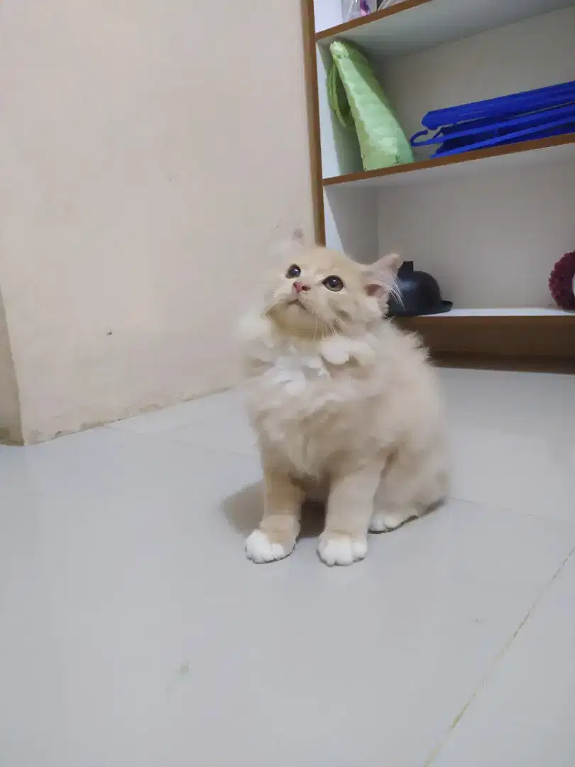 Kitten kucing persia jantan